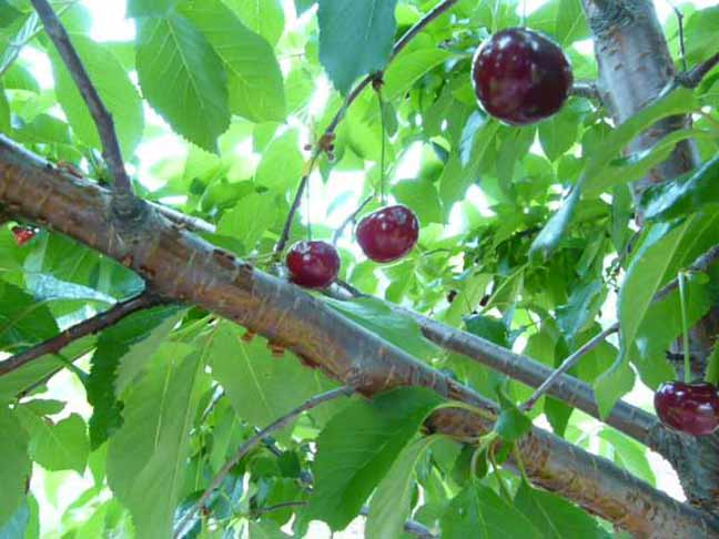 cherry trees