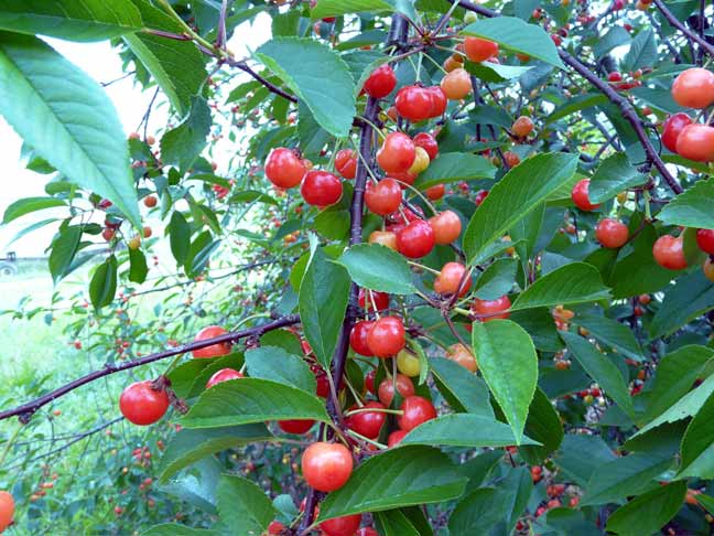 cherry trees