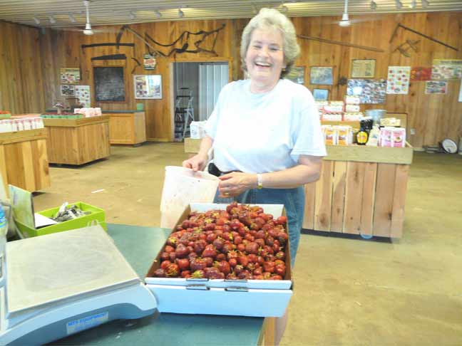 berry picker