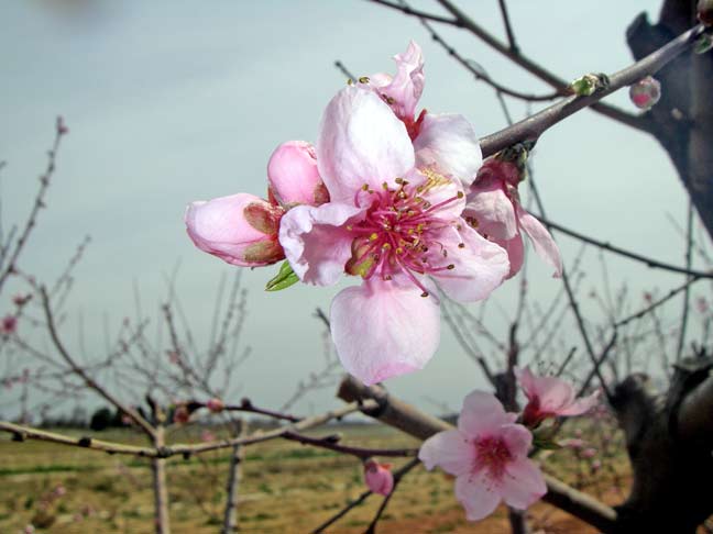 Peach blossom