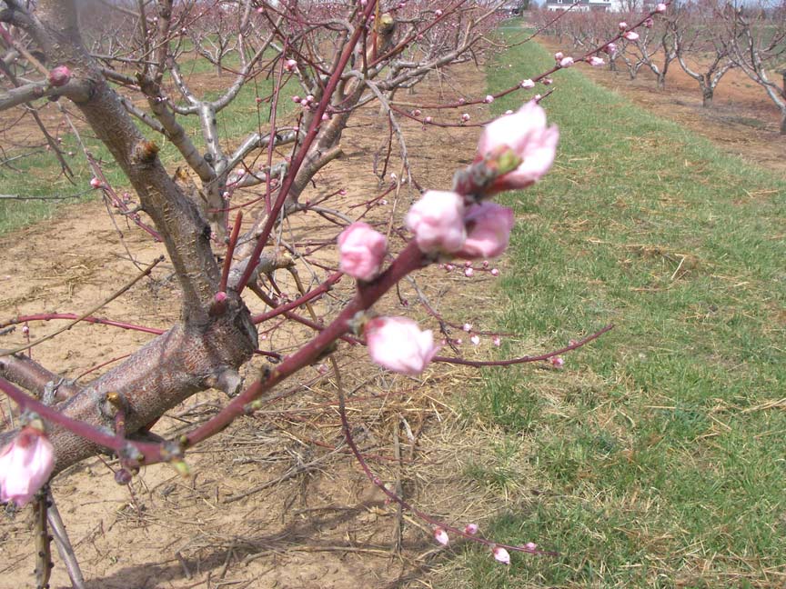 budding branches