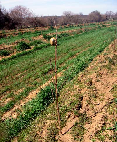 new peach trees