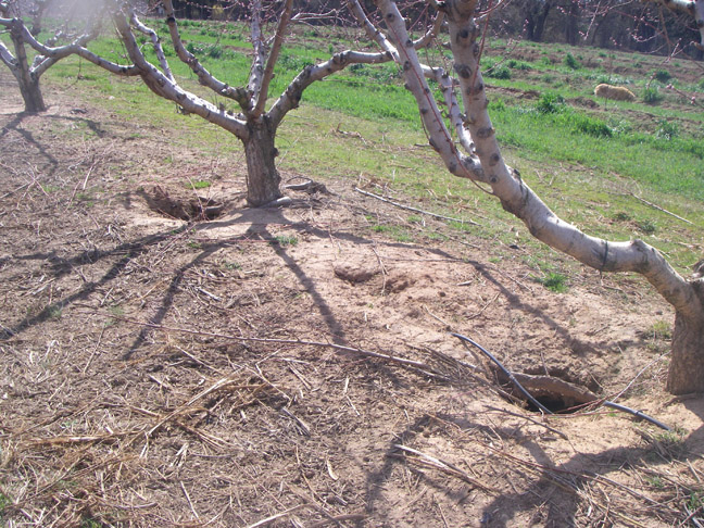 new peach trees