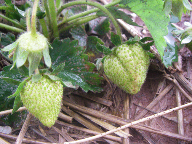 Green strawberries