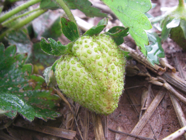 Green strawberry