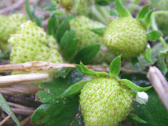 Green strawberries