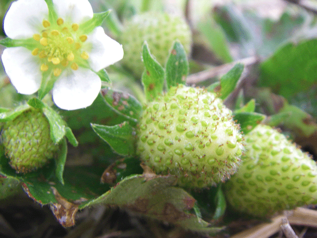 Green strawberries