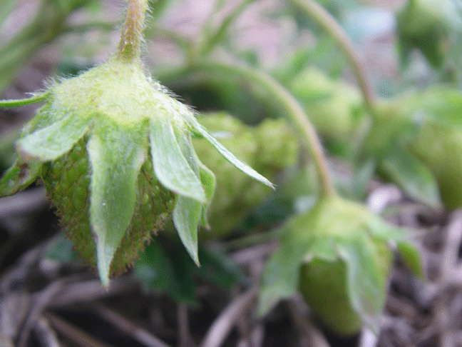 Green strawberries