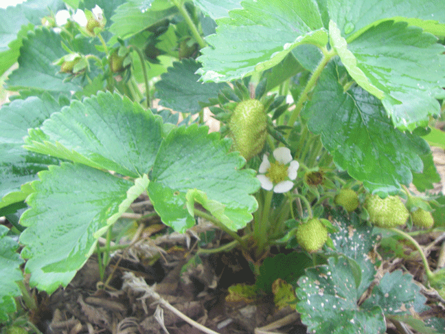 Green strawberries