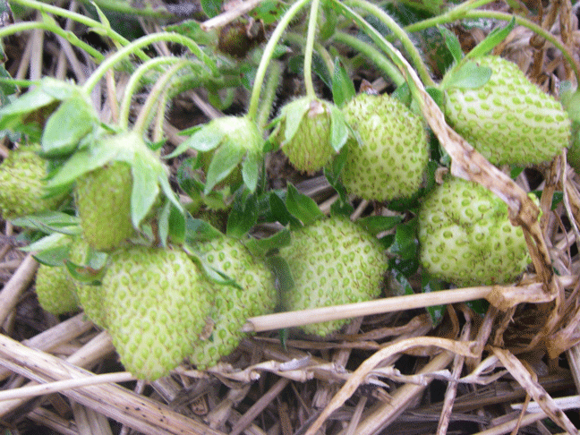 Green strawberries