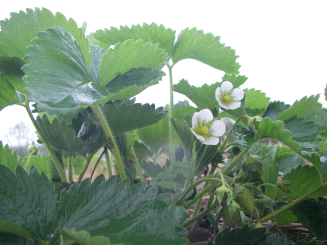 Green strawberries