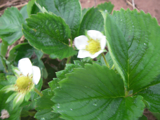 Green strawberries