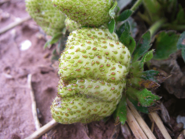 Green strawberries