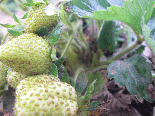 Green strawberries