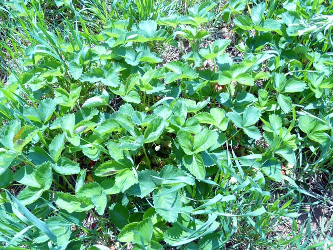 Strawberry plants