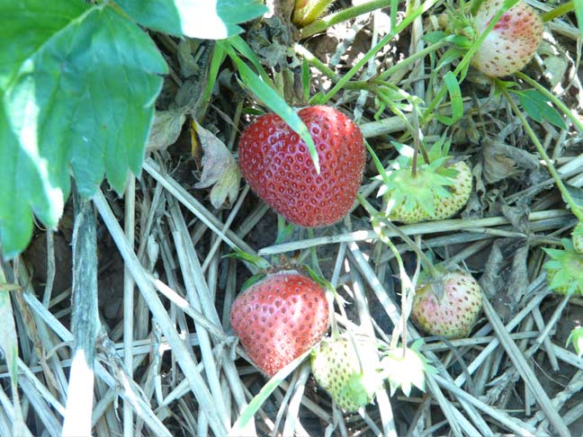 Strawberry plants