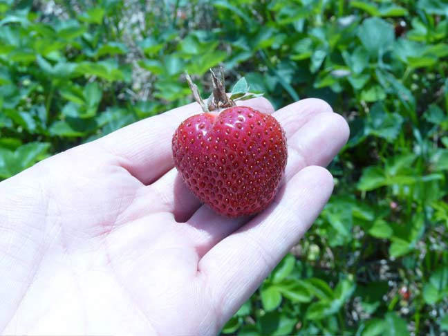 big berry in hand