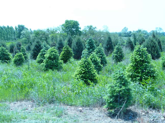 Christmas trees with new growth
