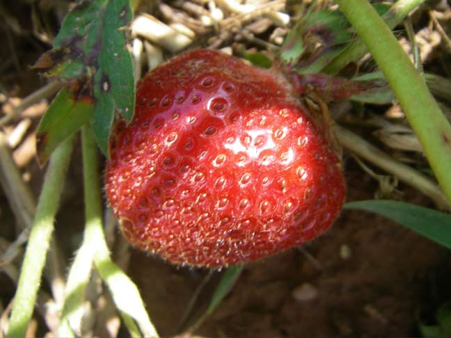 strawberries