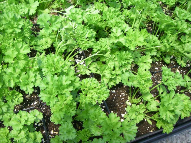 parsley