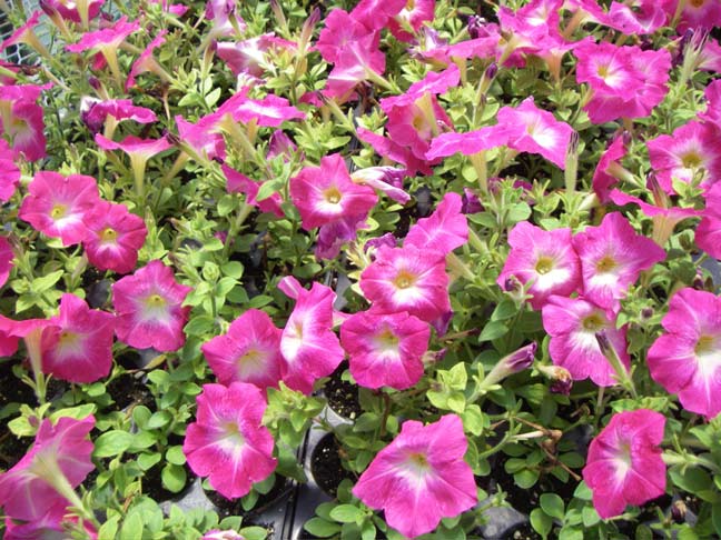 petunias