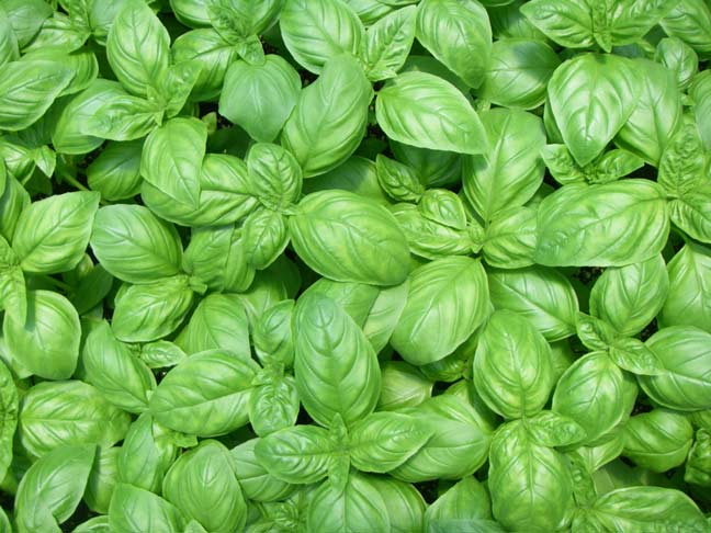 basil