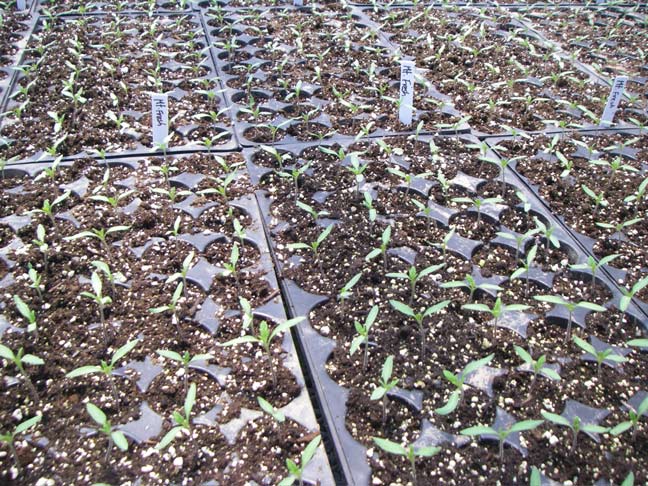 smaller tomato plants