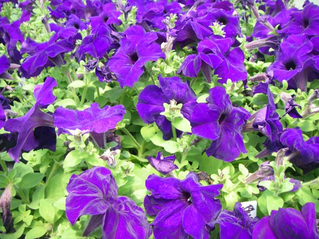 purple petunias