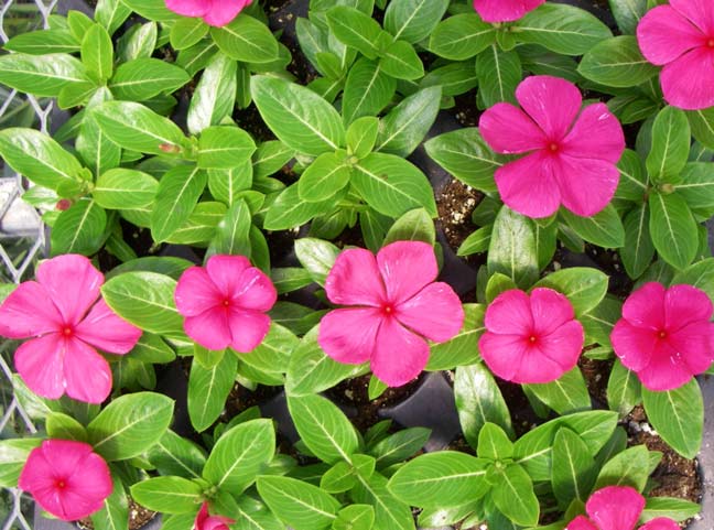 vinca