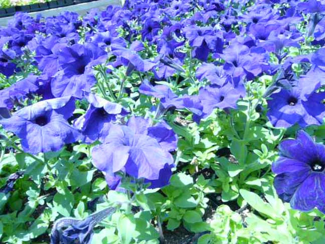 Petunias