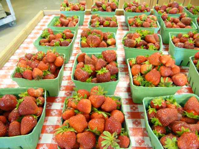 Already picked strawberries