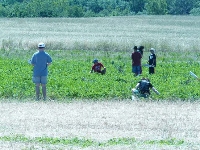 Picking in the field