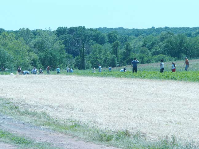 Picking in the field