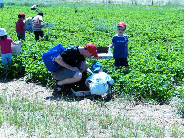 Picking in the field