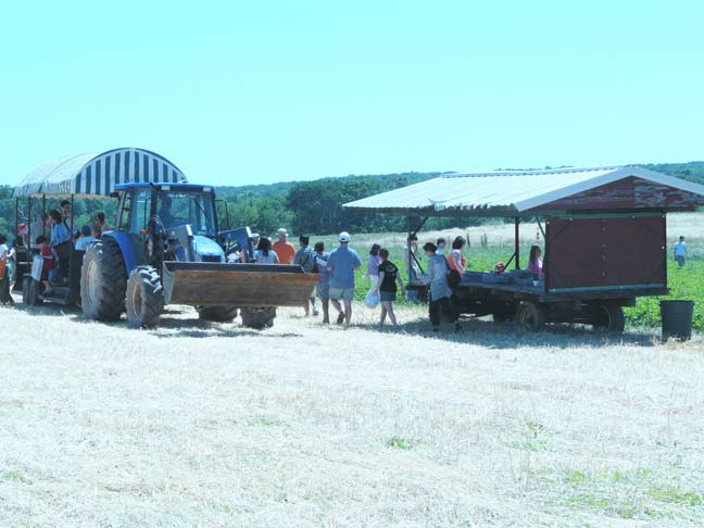 Picking in the field