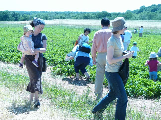 Picking in the field