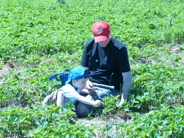 Picking in the field