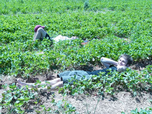 Picking in the field