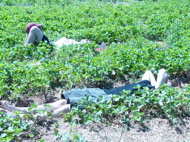 Picking in the field