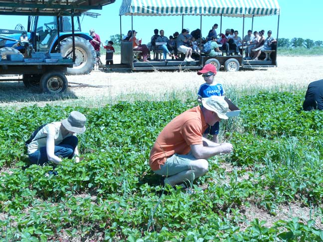 Picking in the field