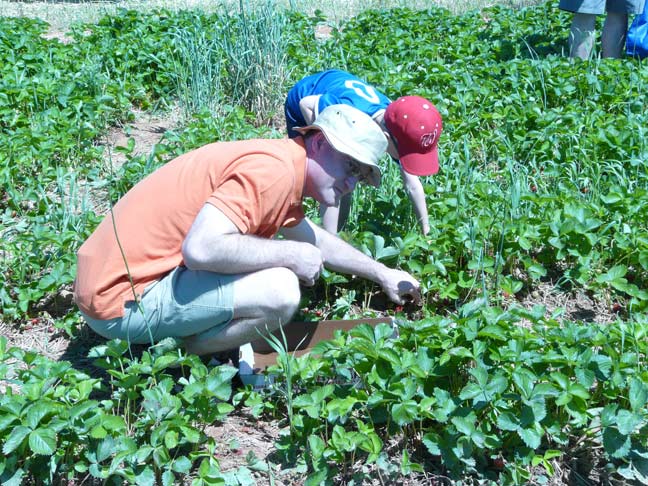 Picking in the field