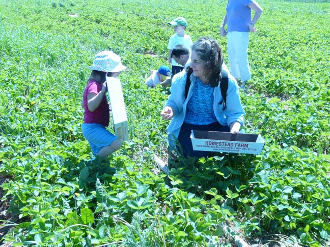 Picking in the field