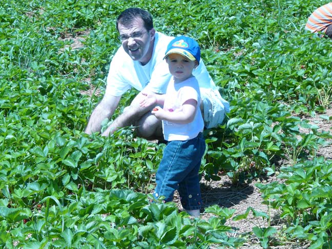 Picking in the field