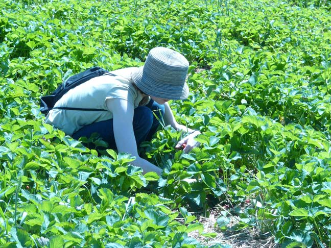 Picking in the field