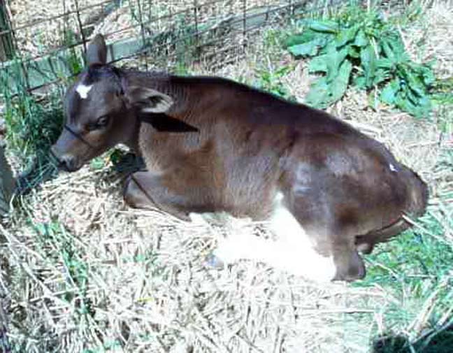 calf