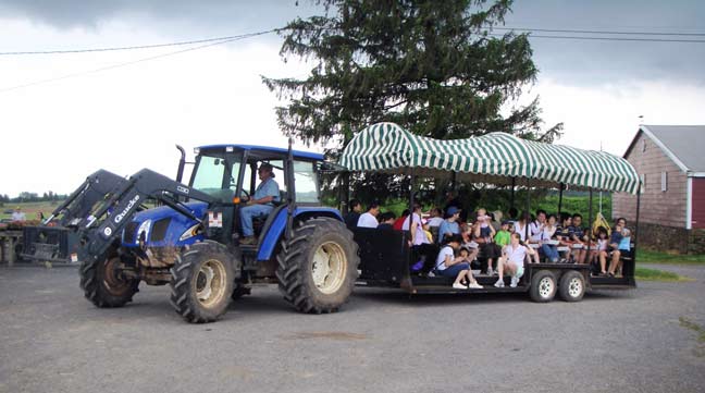 strawberry transport