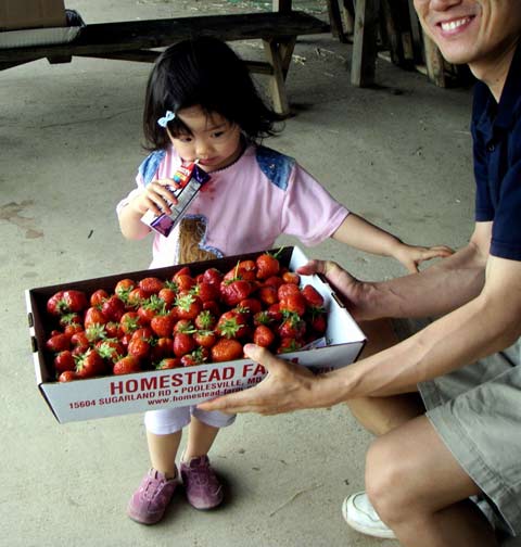 strawberry box