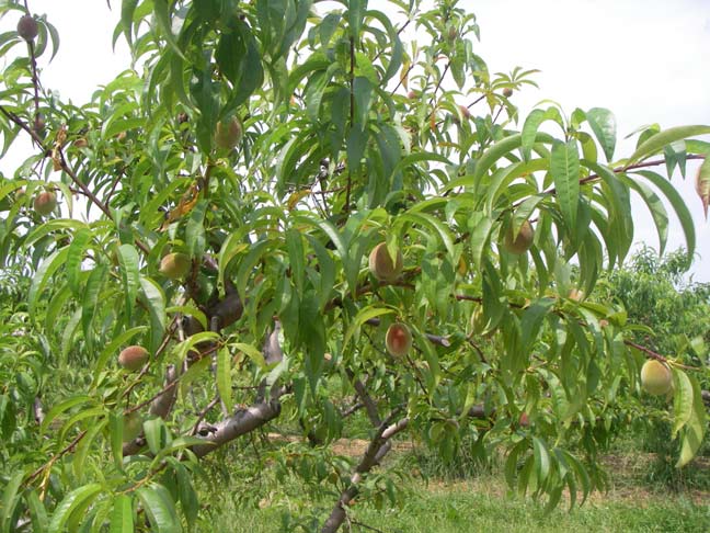 green peaches