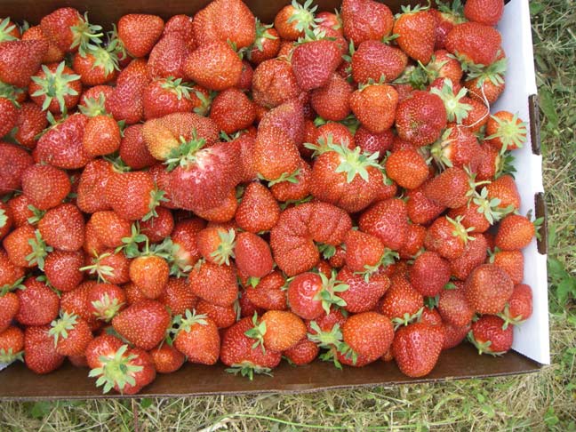 box of berries