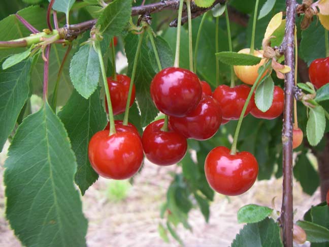 cherries